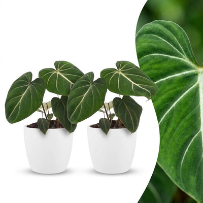Green boutiQ - Philodendron Gloriosum - Gloriosum Philodendron - 2 Pflanzen - mit Weißem Topf - Topf 12cm - Höhe 25cm