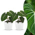 Green boutiQ - Philodendron Gloriosum - Gloriosum Philodendron - 2 Pflanzen - mit Weißem Topf - Topf 12cm - Höhe 25cm Bild 1