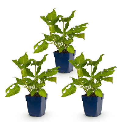 Green boutiQ - Perennial - Persicaria amplexicaulis - Knotweed - Shade - Red - 3 Plants - Pot 11cm - Height 15-25cm