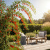 Goji-Beere: 6 winterharte Pflanzen für Ihren Garten & Balkon Bild 7