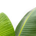 Strelitzia Augusta Weiße Paradiesvogelblume 210 cm Höhe Bild 3