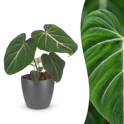 Green boutiQ - Philodendron Gloriosum - Gloriosum Philodendron - 1 Plant - met Potter Grijs - Pot 12cm - Hoogte - 25cm