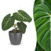 Green boutiQ - Philodendron Gloriosum - Gloriosum Philodendron - 1 Plant - met Potter Grijs - Pot 12cm - Hoogte - 25cm Bild 1