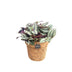Kokopot Tradescantia zebrina - Ø13 cm Bild 1