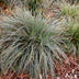 2x Carex oshimensis Everest Gräser, weiß-grün, pflegeleicht, 50cm Bild 5
