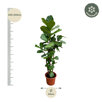 Ficus Lyrata XXL Geigenfeige, 200 cm, verzweigt, Ø45-50cm