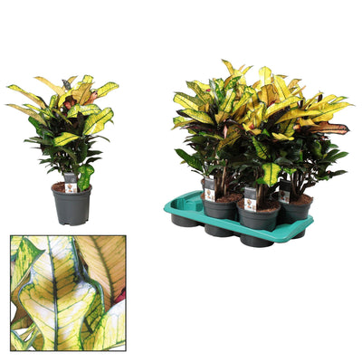 Croton Wilma XL - 60cm hoch, Ø17cm Topf - Tropische Farbenpracht