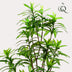 Kunstpflanze Drachenbaum (Dracaena) 130 cm - Immergrün & Sicher Bild 4