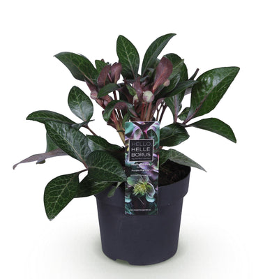 GreenboutiQ - Garden Plant - Hellebore - Helleborus lividus Purple Marble - Purple Flower - 1 Plant - Evergreen - Pot 14cm Height 35cm