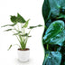 Alocasia Cucullata 'Buddha-Hand' Topf 21cm, 65-70cm Bild 1