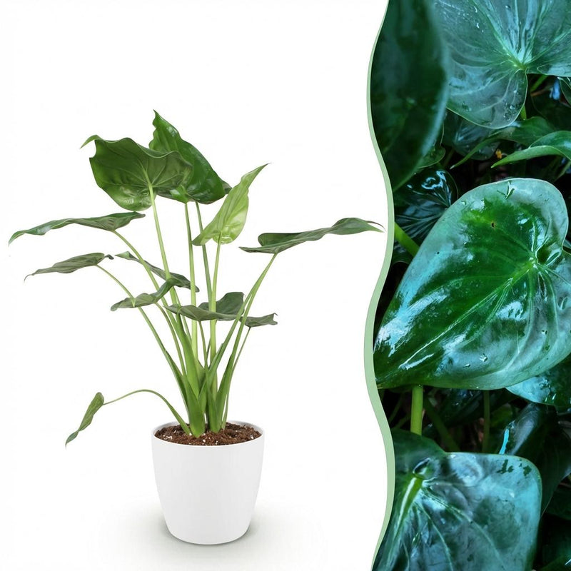 Alocasia Cucullata 'Buddha-Hand' Topf 21cm, 65-70cm
