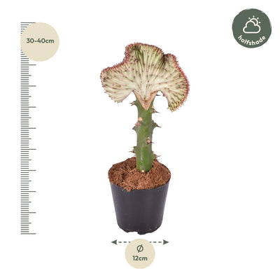 Euphorbia lactea Cristata 'Korallen-Kaktus', 35 cm - Ø12