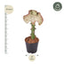Euphorbia lactea Cristata 'Korallen-Kaktus', 35 cm - Ø12 Bild 2