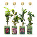 Klimplanten Rainbow Courfull (8 Stk.) - Lila Kletterblume, Ø9cm Bild 2