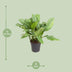 Aglaonema B.J. Freedman: Large, easy-care houseplant Ø24cm, 70cm high Bild 2