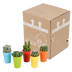Cactus Assortment, Set of 5 in Colorful Pots, 5.5 cm Bild 9
