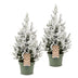 2x Picea glauca Conica - Zuckerhutfichte - Grün - Weiß - Weihnachtsbaum - Ø19cm - ↕65cm Bild 2