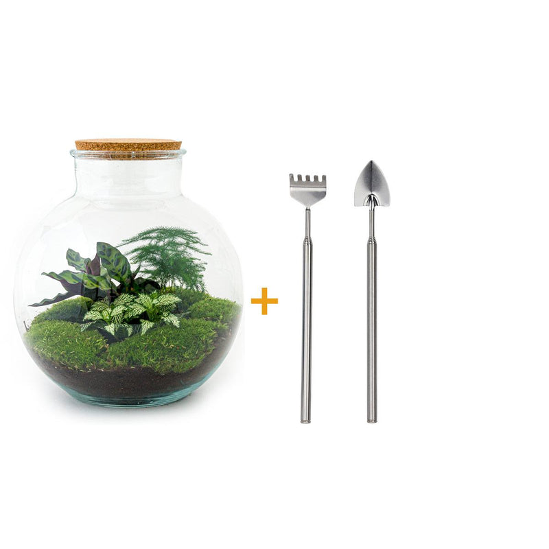 Bottle Garden 'Bolder Bob' DIY Kit incl. Plants & Decoration (30cm)