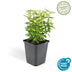 12x Euonymus 'Emerald 'n Gold' - 10-25cm - Ø9cm Bild 2