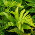 12x Polystichum set. 'Herrenhausen' - Farn - 10-25cm Topf Ø9cm Bild 6