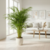 Areca Palm (Dypsis Areca Lutescens) Ø24cm, 120-140cm Bild 6