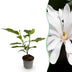 Magnolia stellata Royal Star, Sternmagnolie, weiß-rosa, 30cm, Topf 12cm Bild 1