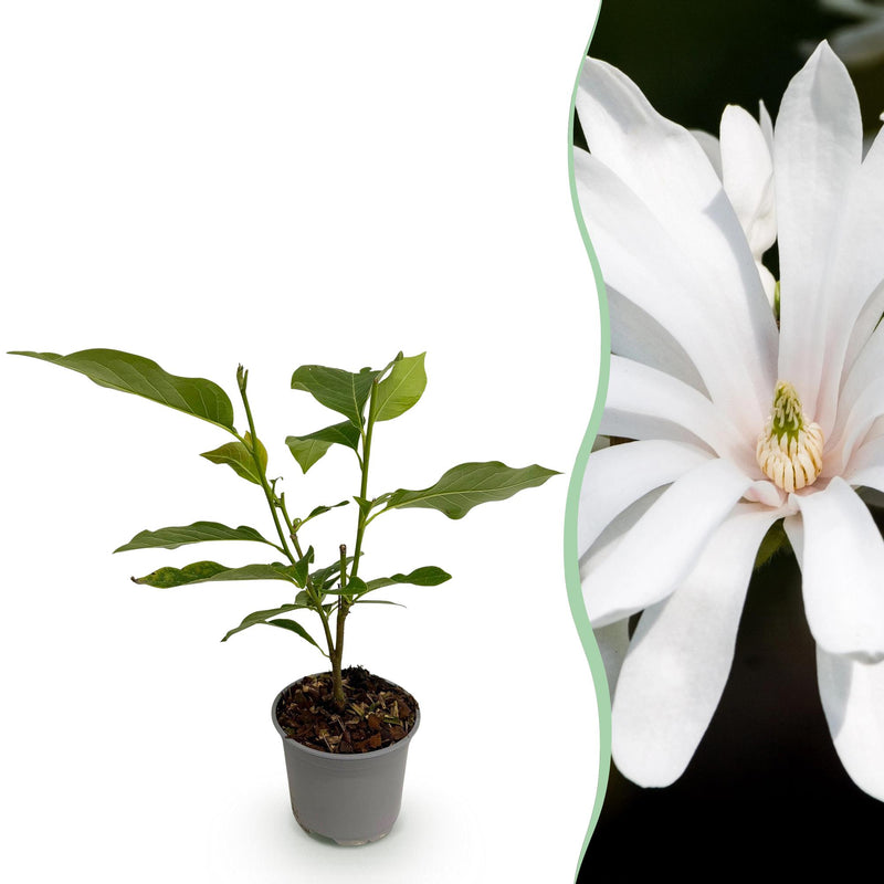 Magnolia stellata Royal Star, Sternmagnolie, weiß-rosa, 30cm, Topf 12cm