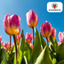 Tulpenzwiebeln Light and Dreamy – 20 Stück | KH Bloembollen® | Wunderschöne Pastellfarben – Für Garten oder Topf – Größe 11/12 – Frisch vom Züchter! Bild 1