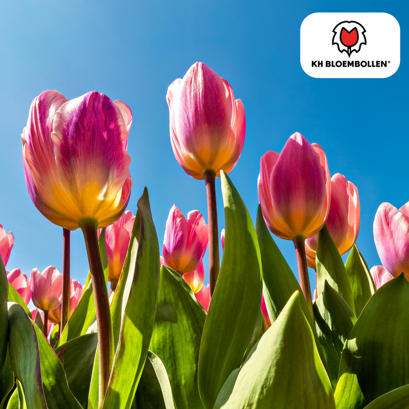 Tulpenzwiebeln Light and Dreamy – 20 Stück | KH Bloembollen® | Wunderschöne Pastellfarben – Für Garten oder Topf – Größe 11/12 – Frisch vom Züchter!