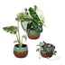 Baby Variegata Mix (3er Set) - Exklusive Tropenpflanzen Ø6cm Bild 2