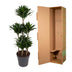 Dracaena Compacta Carrousel, 130 cm, Ø31: Elegante Grünpflanze Bild 4