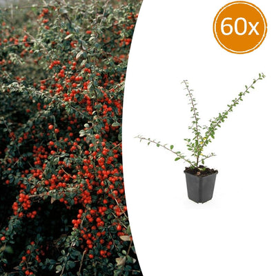 60x Cotoneaster sue. 'Coral Beauty' - ↕10-25cm - Ø9cm