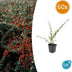 60x Cotoneaster suec. 'Coral Beauty' - ↕10-25cm - Ø9cm Bild 1