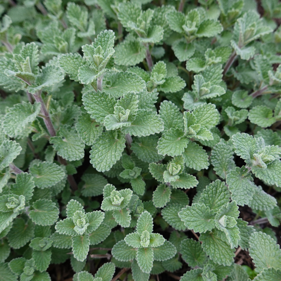 6x Nepeta faassenii - ↕10-25cm - Ø9cm
