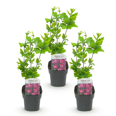 Hibiskus 'Woodbridge' - 3 Pflanzen, Pink, Topf 17cm, 45cm hoch