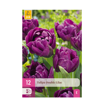 GreenboutiQ Tulpenzwiebeln Double Lilac, Lila, 50 Stück, XXL