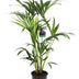 Kentia Palme (Howea Forsteriana) – pflegeleichte Zimmerpalme, 80 cm Bild 1