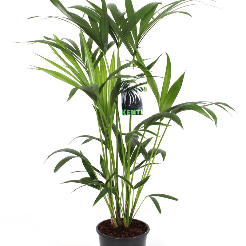 Kentia Palme (Howea Forsteriana) – pflegeleichte Zimmerpalme, 80 cm