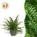 Nephrolepis exaltata Green Lady Farn, 2 Pflanzen im Topf 12cm, 25cm hoch Bild 1