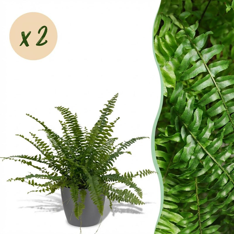 Nephrolepis exaltata Green Lady Farn, 2 Pflanzen im Topf 12cm, 25cm hoch