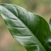 Philodendron Imperial Green Zimmerpflanze im Korb, 65cm Bild 4