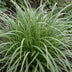 Green boutiQ - Grasses - Carex morrowii Ice Dance - Japanese Sedge - Evergreen - Cream-Green - 24 Plants - Pot 11cm - Height 15-25cm Bild 5