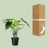 Alocasia Cucullata Elefantenohr 55cm Ø19cm Tropenpflanze für Ihr Zuhause Bild 4