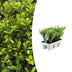 6x Ilex crenata 'Jenny' (Japanische Stechpalme) Ø7cm, H15cm Bild 1