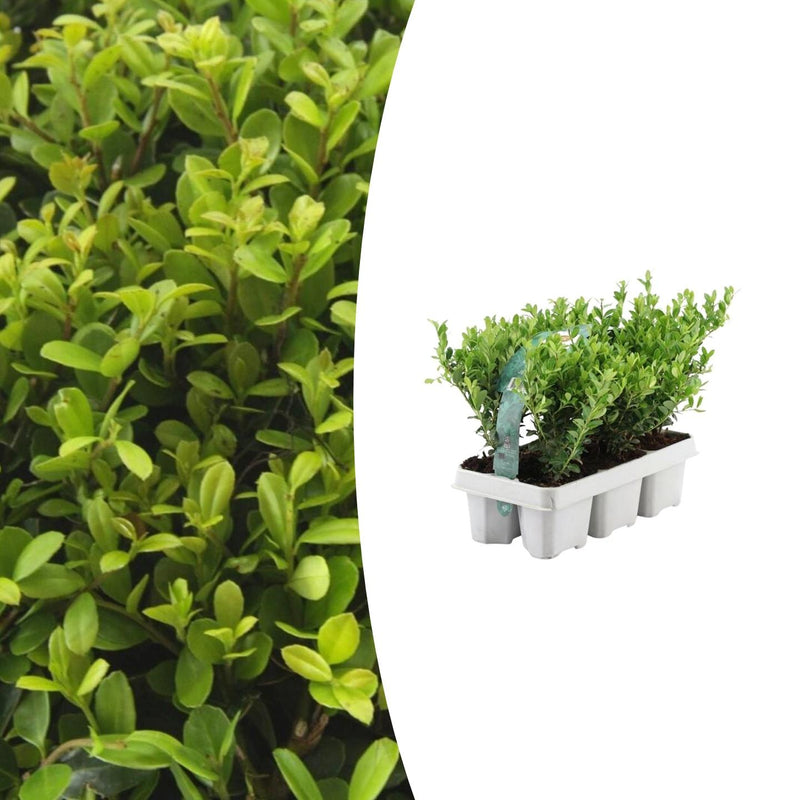 6x Ilex crenata 'Jenny' (Japanische Stechpalme) Ø7cm, H15cm