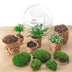 Bottle Garden Dome XL: DIY Mini Ecosystem 30cm Bild 3