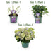 2x Hydrangea Magical Jewel Blue, 55cm height, 23cm pot Bild 3