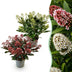 GreenboutiQ - Terrassenpflanze - Skimmia japonica Duo - Blüte Weiß & Rot - 15+ Blumen - 2 Pflanzen - Winterhart - Topf 15cm Höhe 30cm Bild 1