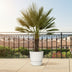Chamaerops Humilis auf Stamm – 150 cm – Zwergpalme für Haus & Garten Bild 3