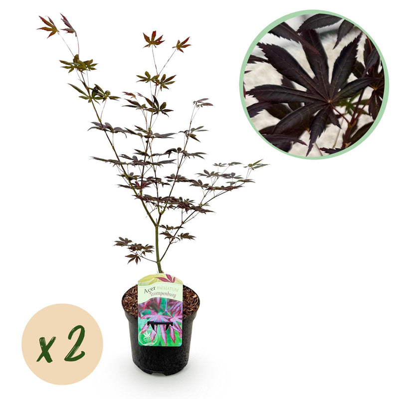 Japanischer Ahorn 'Trompenburg' - Dunkel Lila - 2x 70cm